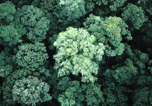 selva alta perennifolia